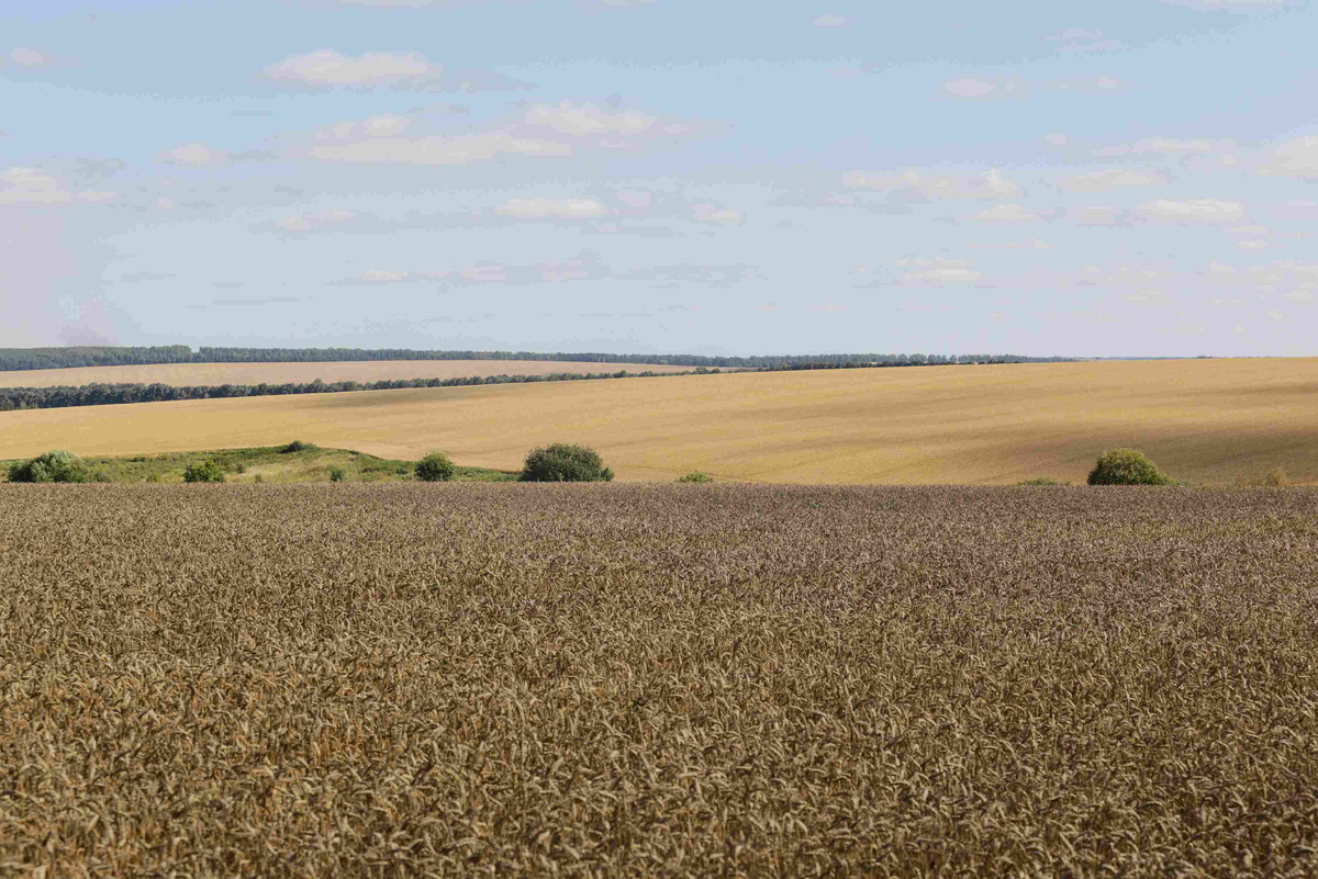 Источник: Поле.РФ