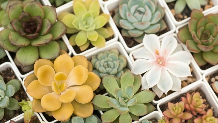 Источник фото shutterstock.com