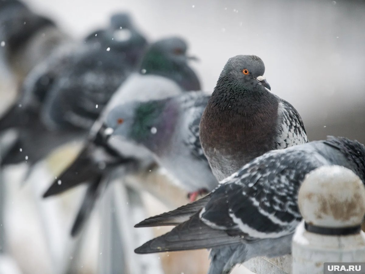     Голуби способны отличать собственное отражение от другого живого существа
