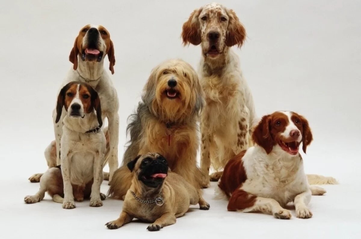    Комитет ГД поддержал рост штрафов за нарушение правил содержания животных