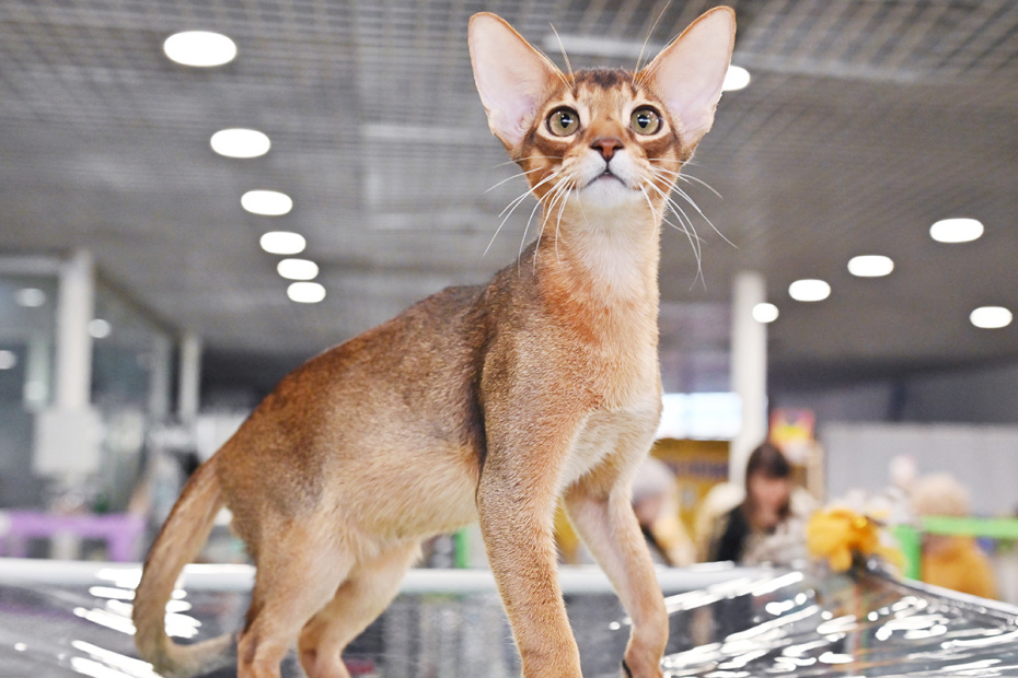    Vladimir Baranov/Globallook Press/Global Look Press