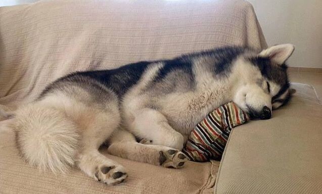 Умаялся за день