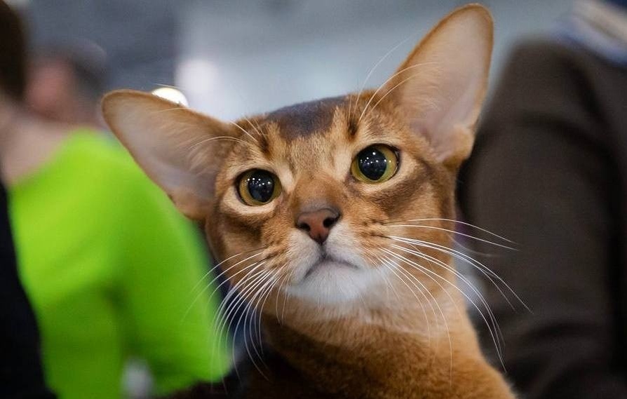 Страница Elena Cattery Darlen Fleur в социальных сетях