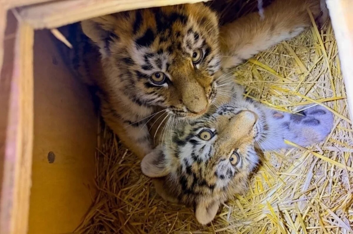    В Приморье спасают тигрят-сирот, найденных у дороги в тяжелом состоянии