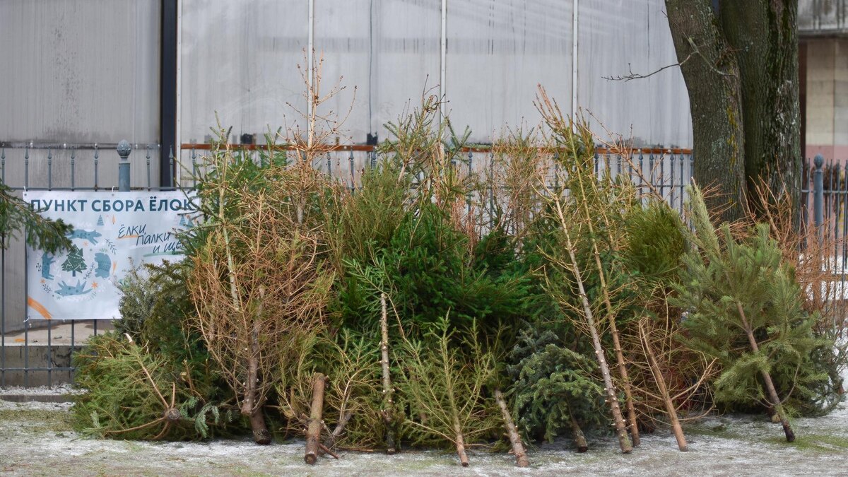 Фото: vk.com/elki_palki_zchepa