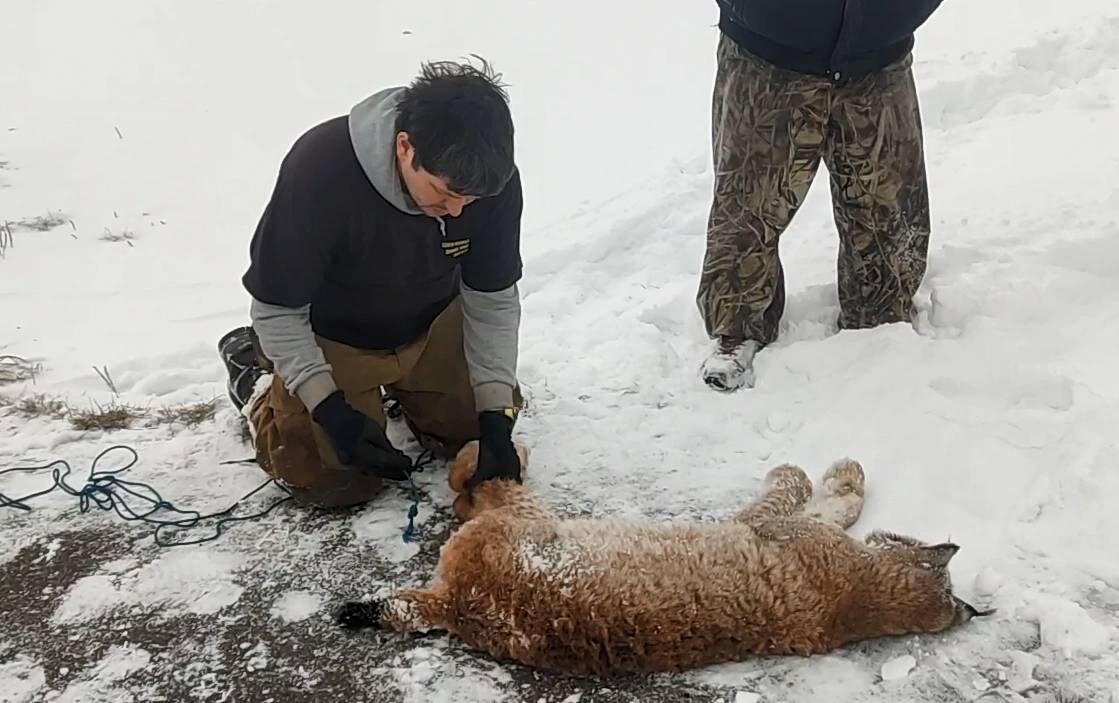    Рысь умерлаСоцсети