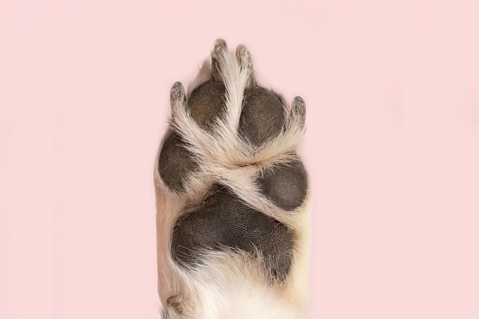    На «Мосфото» появилась рубрика с фотографиями лап животных из приютов Фото: «Мосфото»