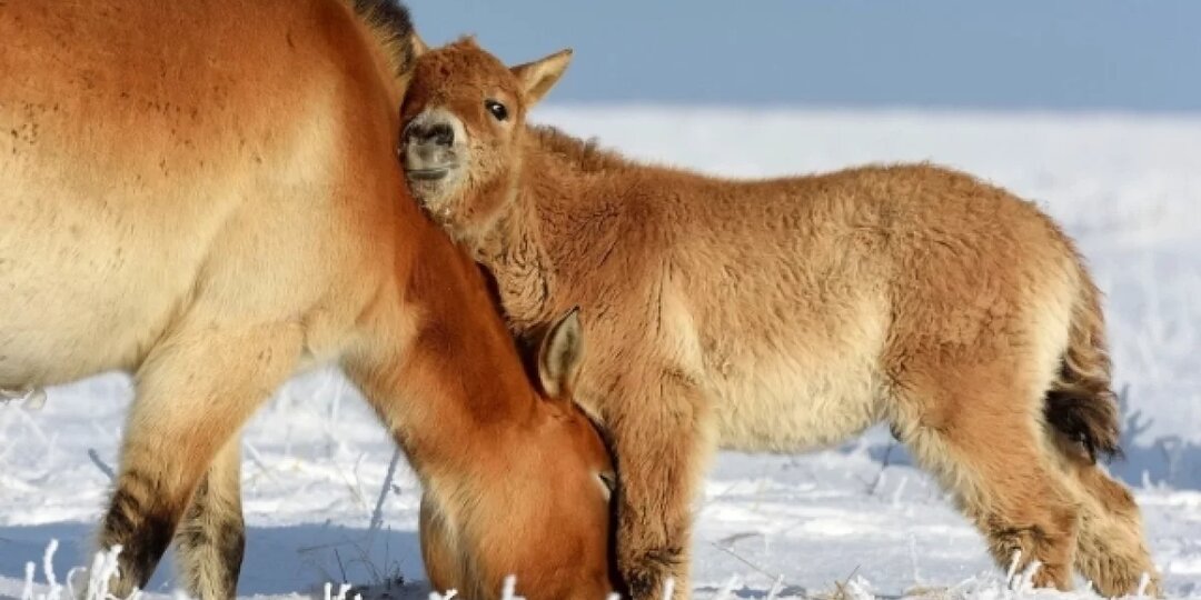 Тахой сапой. Как в степях спасают дикий символ наступившего года