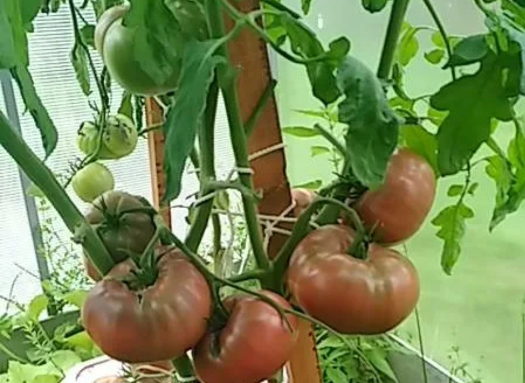 Фото с просторов интернета сорт. Not Purple Strawberr 