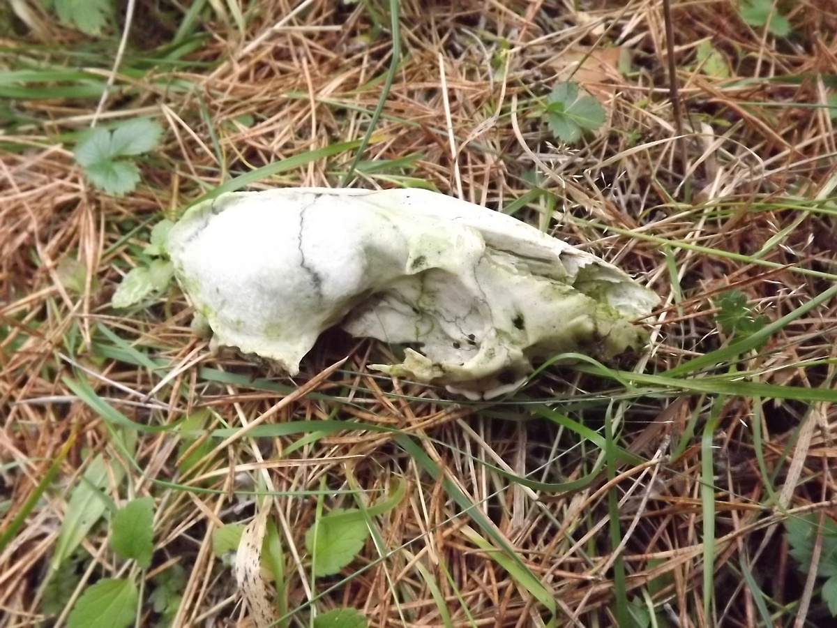 Вот так и лежал