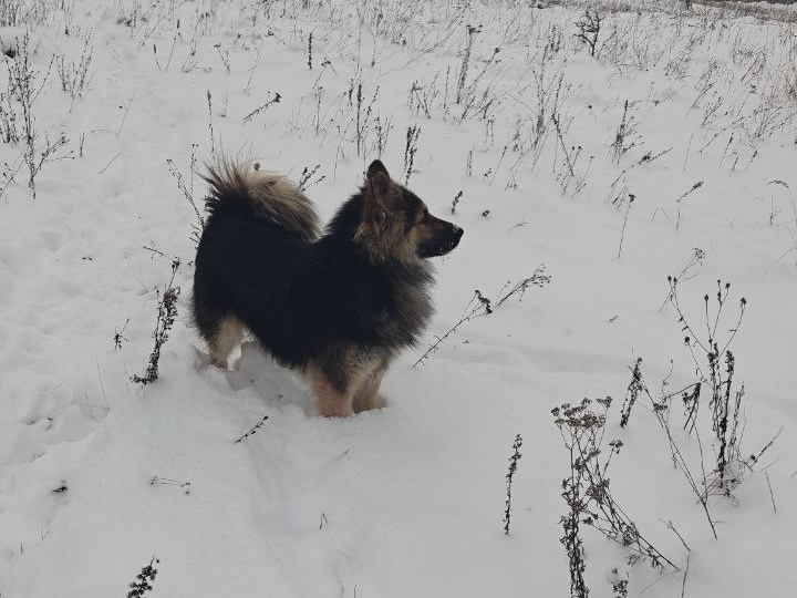 Борька ищет дом!