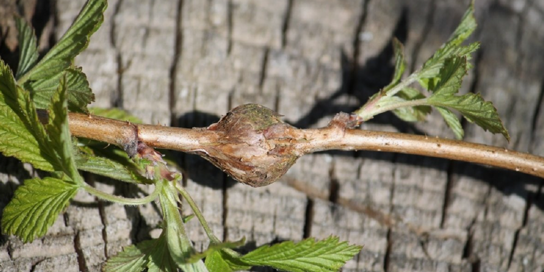 Галлица на малине: чем убрать, не загубив ягодник