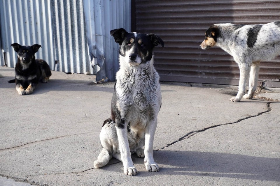   В Братске установили новую стоимость отлова одной бродячей собаки. ПЫХАЛОВА Юлия (архив)