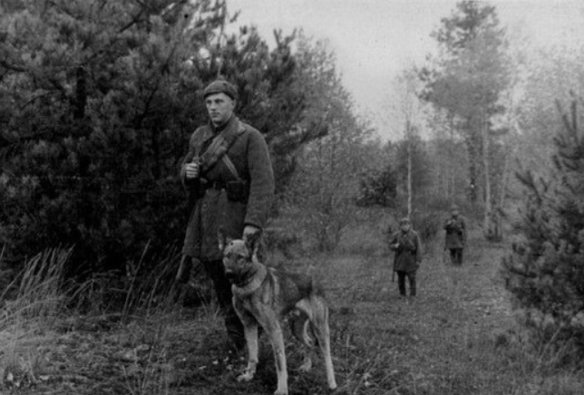 Первые служебные собаки на западной границе