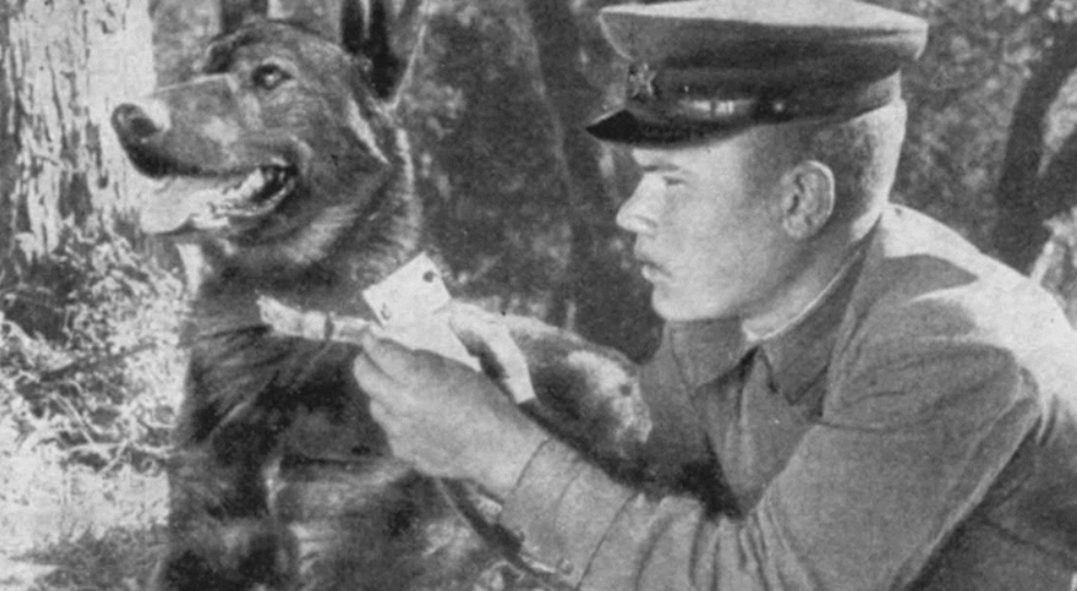 Что делали пограничные собаки во время войны?