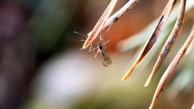     Насекомые бодрствуют на Алтае в разгар зимы. Алтайский биосферный заповедник