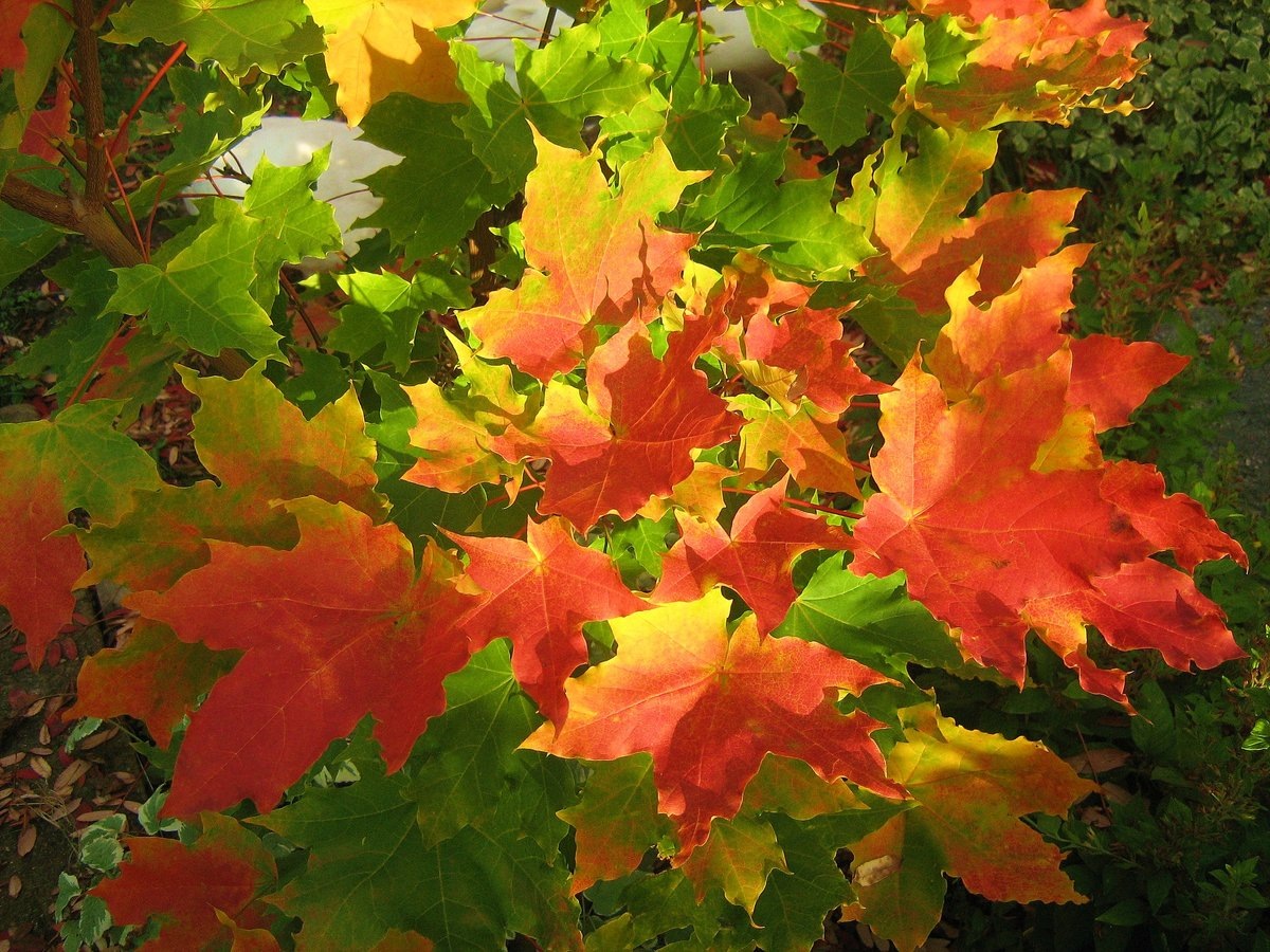 Картинка из свободного доступа