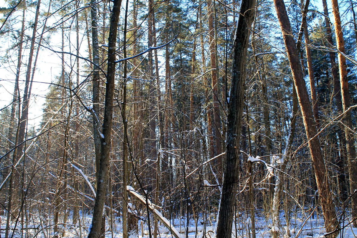 Фото автора.