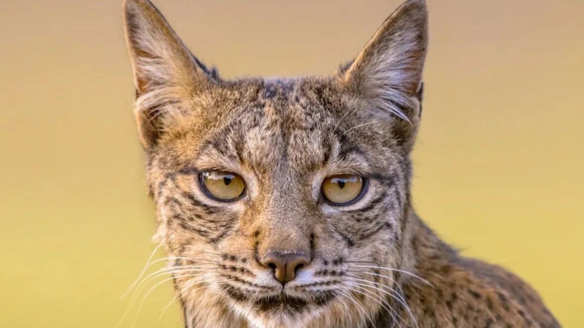    Фото: Rudmer Zwerver/Shutterstock/Fotodom