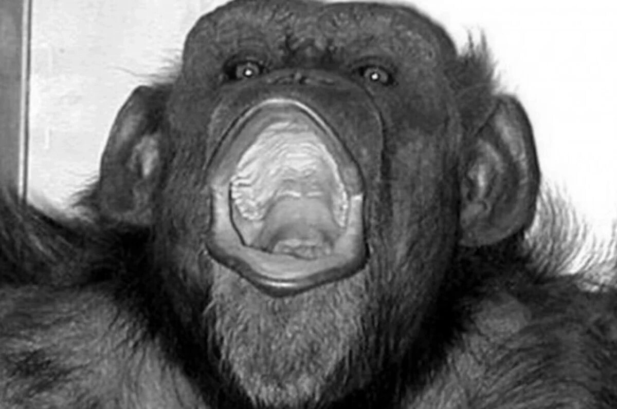    В Японии умерла самая известная в мире шимпанзе по кличке Ай