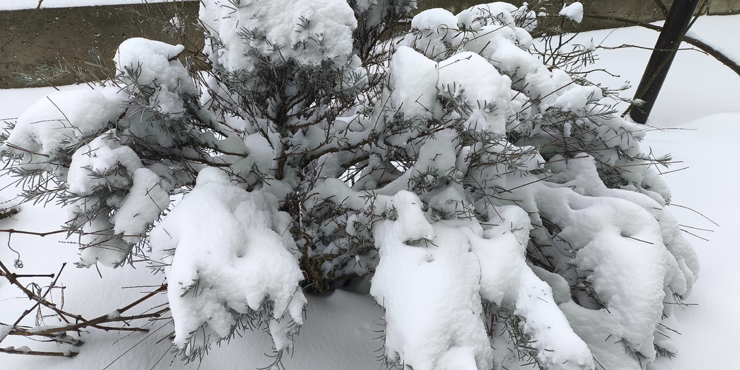 А нас снова замело, и мать с утра школу отменила