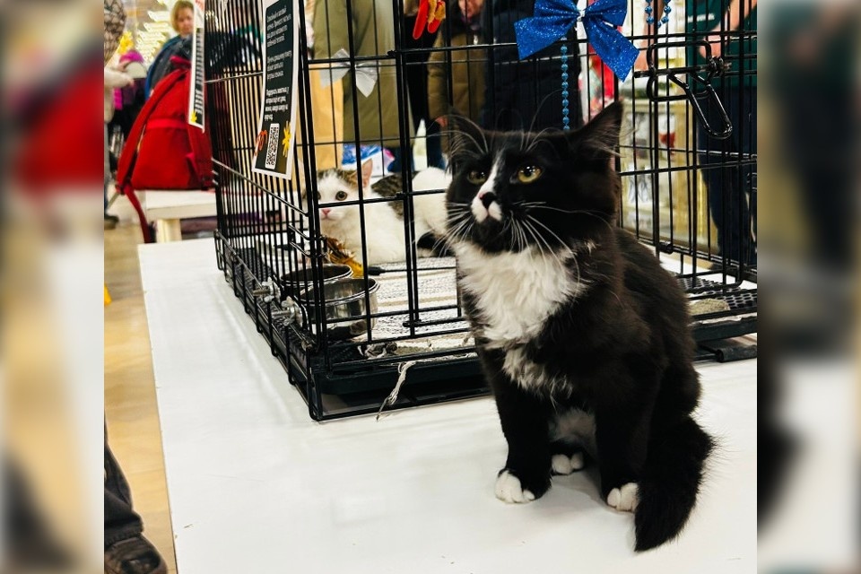    Выставку котиков - подопечных зоозащитников провели в одном из торговых центров областной столицы. Фото: «Инициативная группа по защите животных Твери»