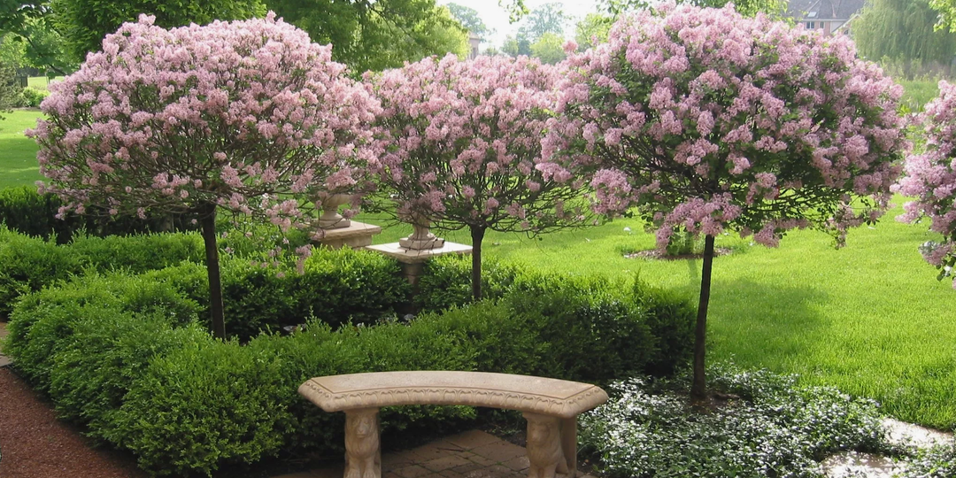 Почему сирень нельзя сажать ближе 5 метров к плодовым деревьям