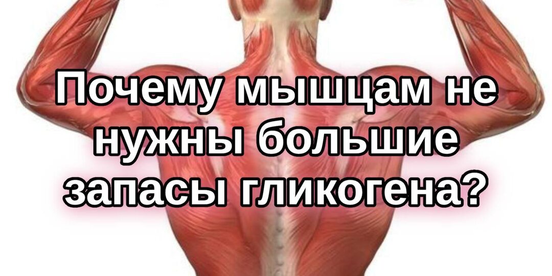 Почему мышцам не нужны большие запасы гликогена?
