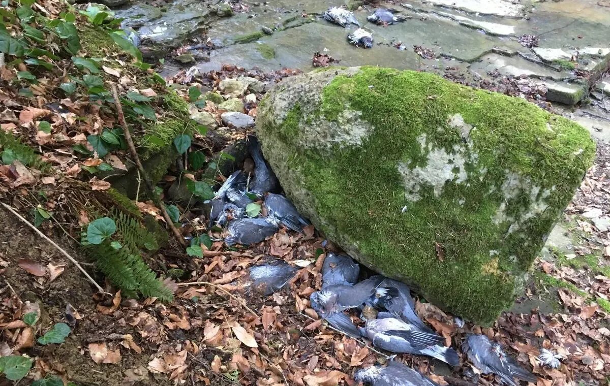    Фото t.me/live_kuban