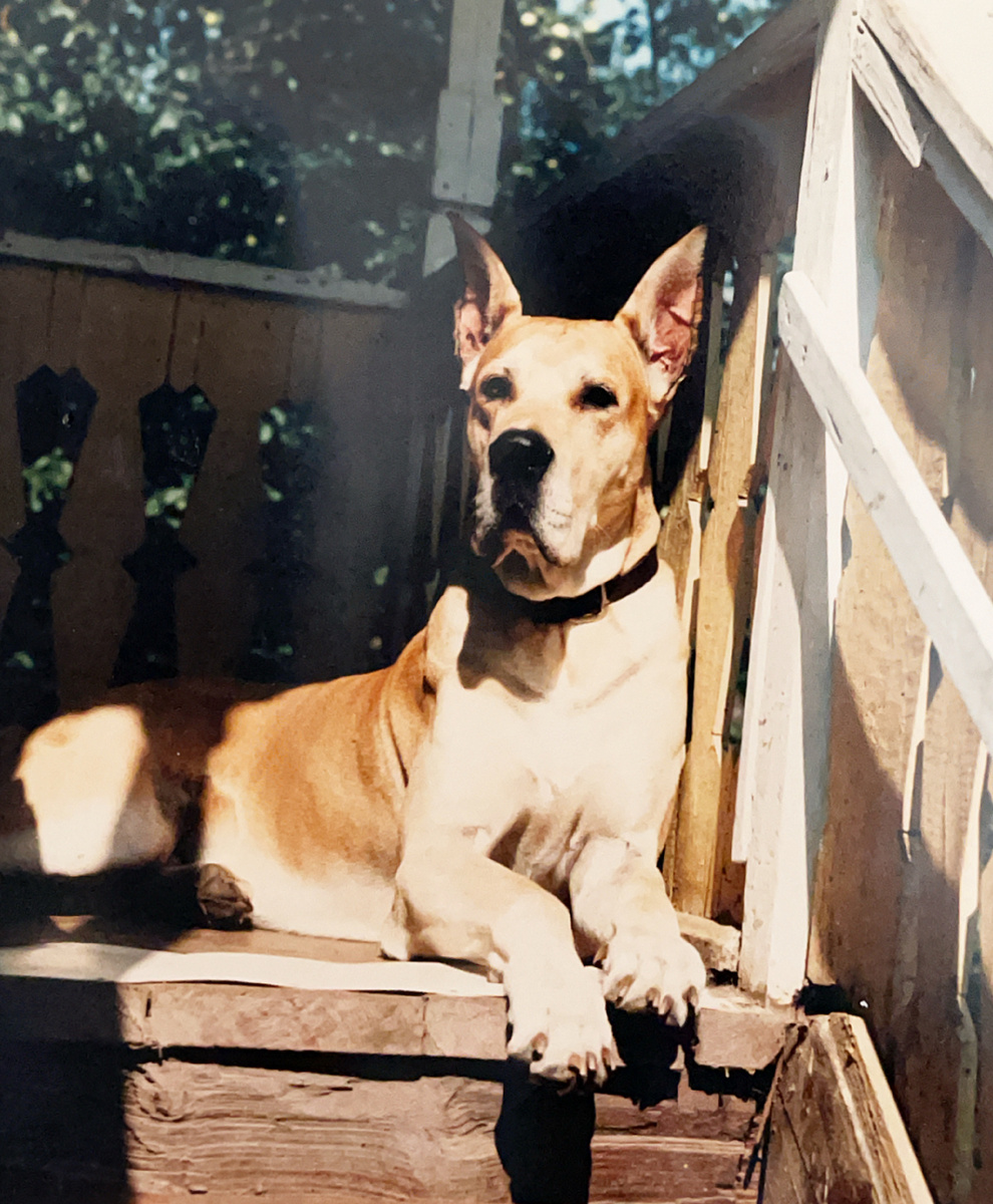 Красавиц немецкий дог по кличке Риф, отдыхающий на крыльце дома