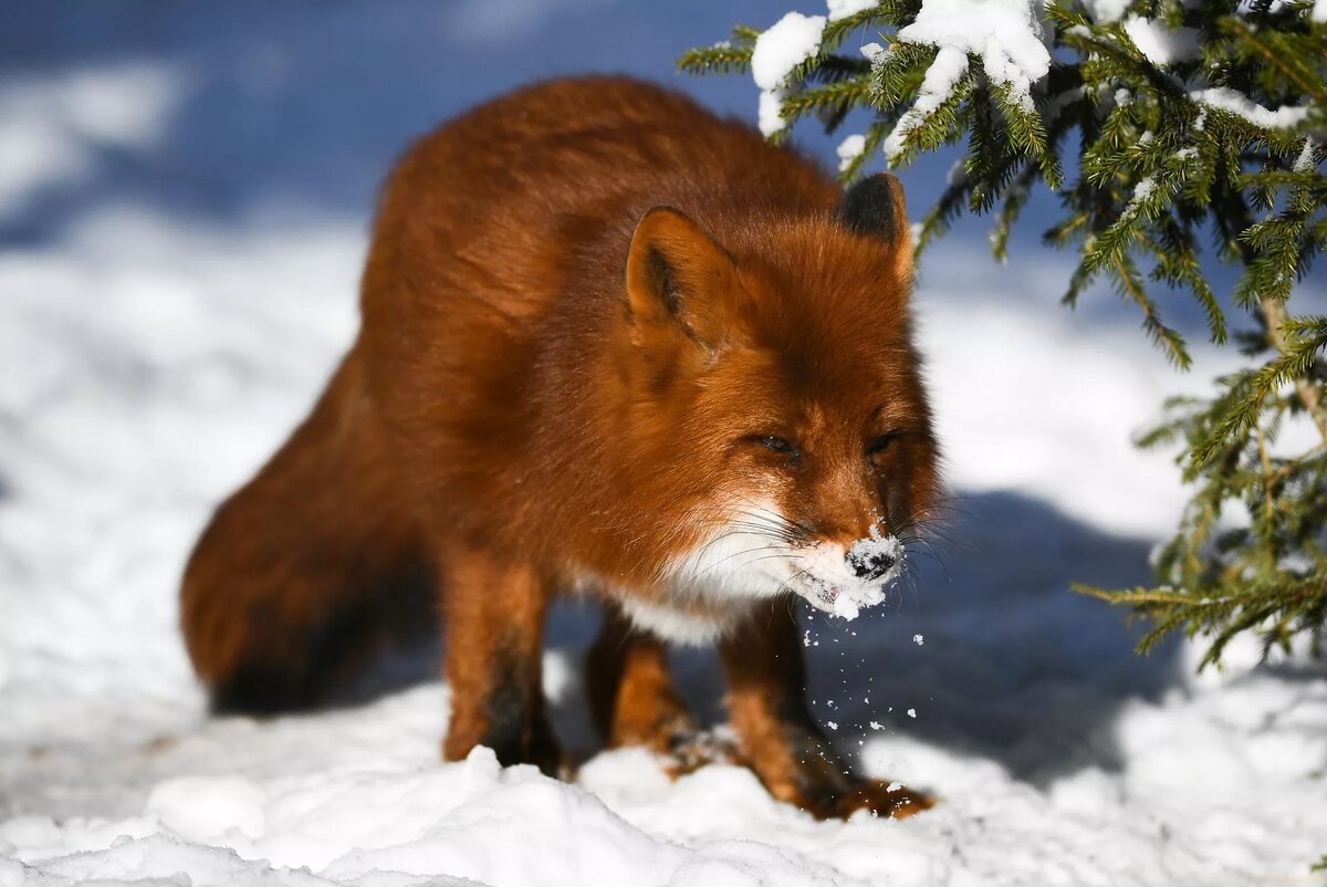 Лиса, архивное фото
© Sputnik / Александр Вильф / Перейти в фотобанк