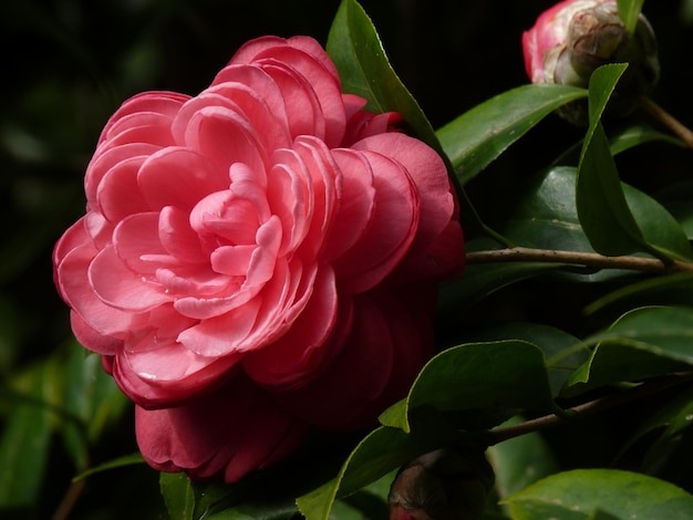 Цветок камелии (фото из интернета) 