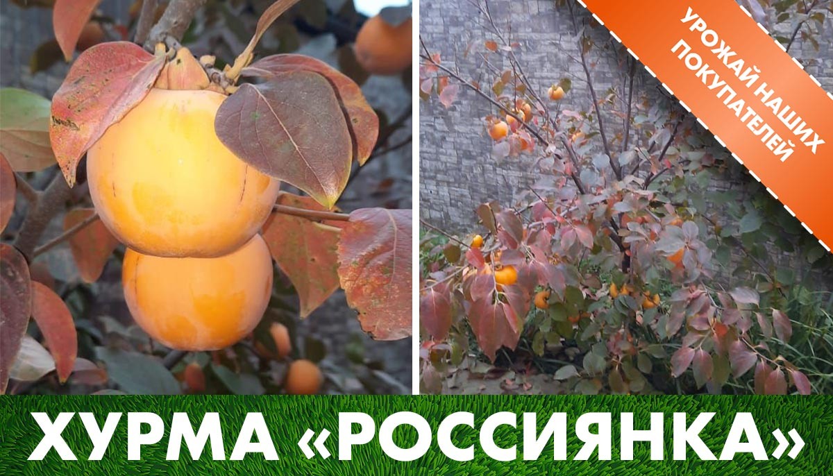 Хурма «Россиянка» на участке нашего покупателся в виде кустовой формы