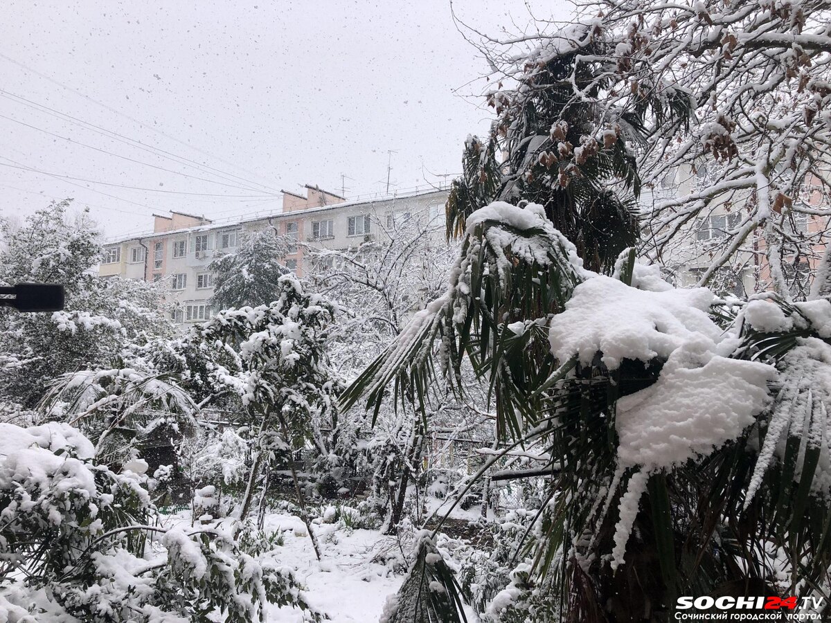    Фото: Сочи24 (Лидия Виленская)