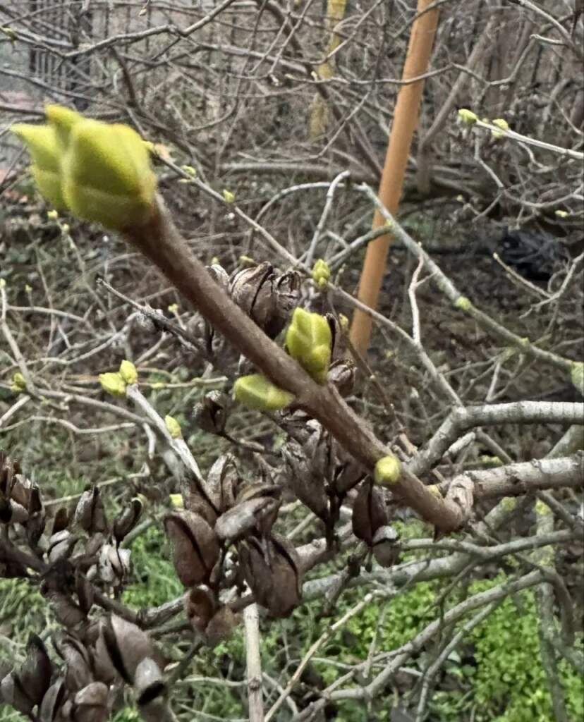    Фото пресс-службы филиала ФГБУ Россельхозцентр по Ростовской области Веселовские вести