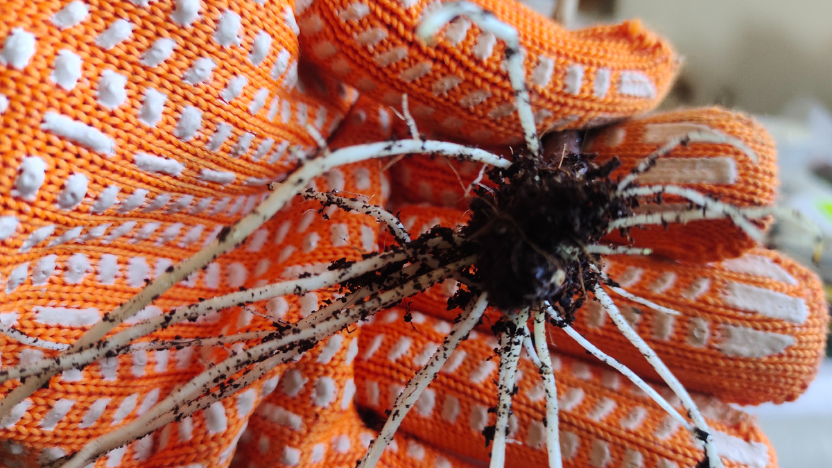 Корни на черенке в одном из моих экспериментов. Естественно, необходимо черенки доставать и сажать с меньшими по длине корнями - 0,5 - 2,0 см. 