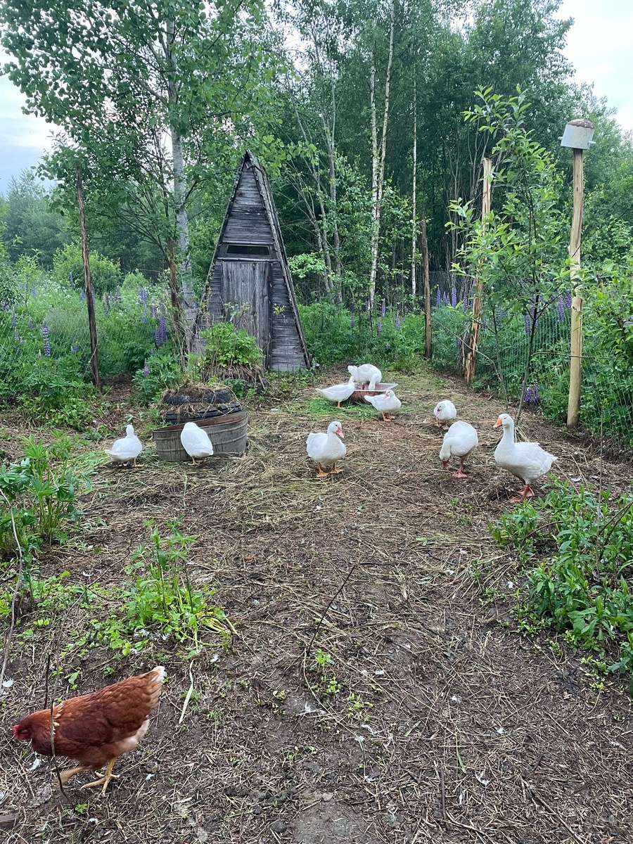 Птичий двор в июне.