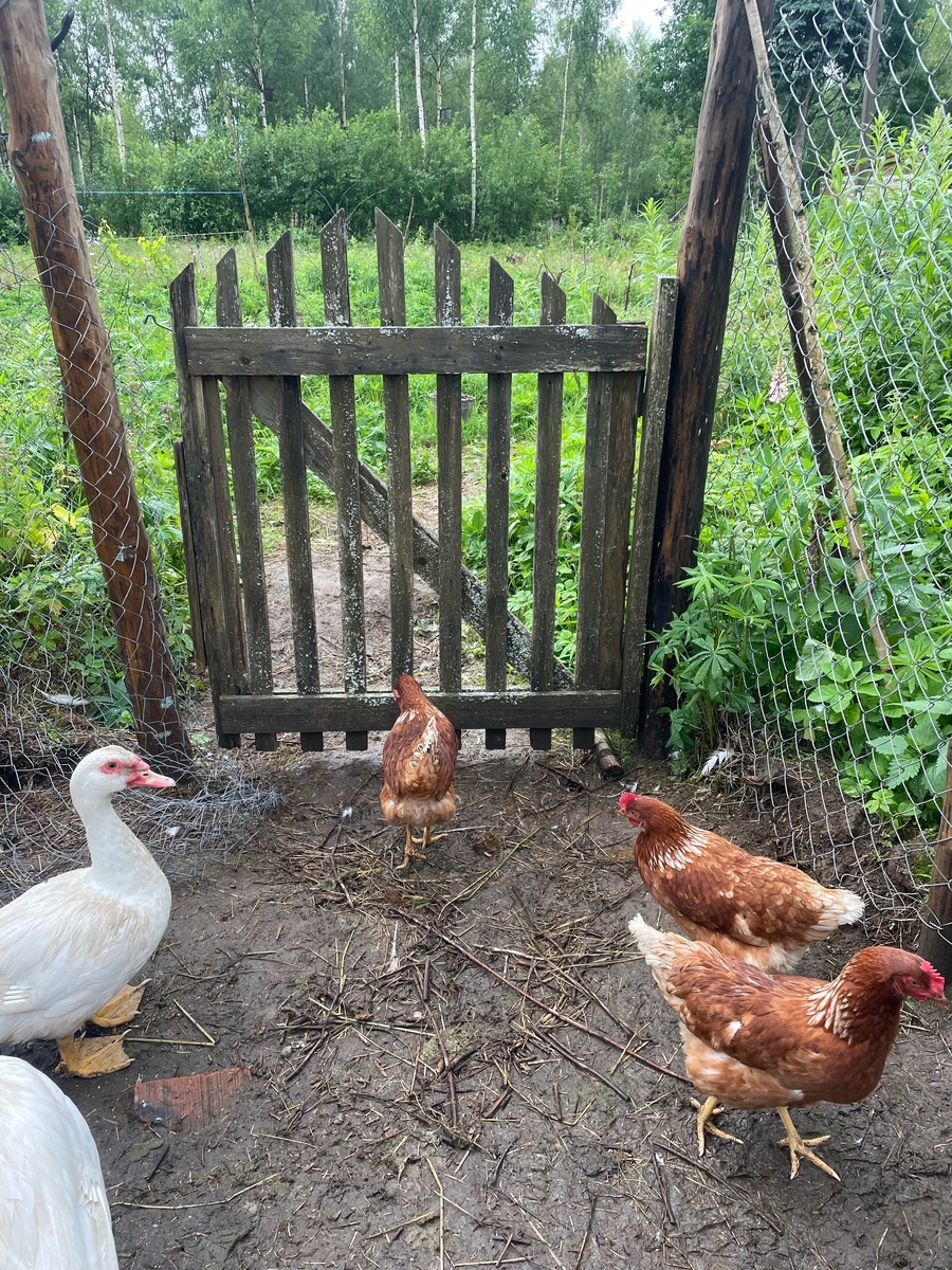 Мои несушки, не знаю, как называется порода.