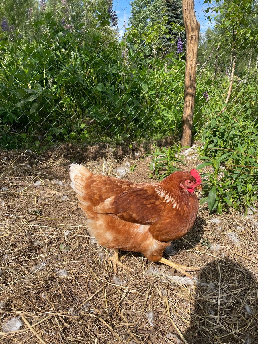 Одна из моих курочек.