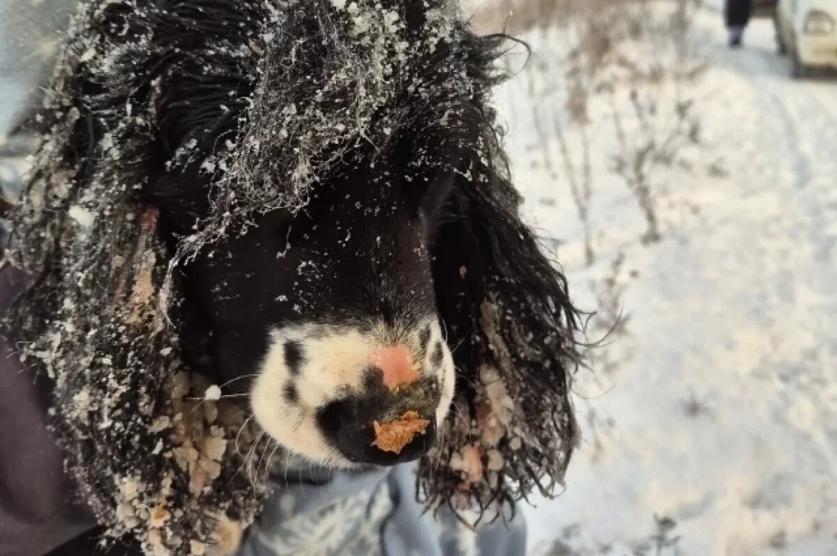   Судьба нескольких животных пока остается незвестной
