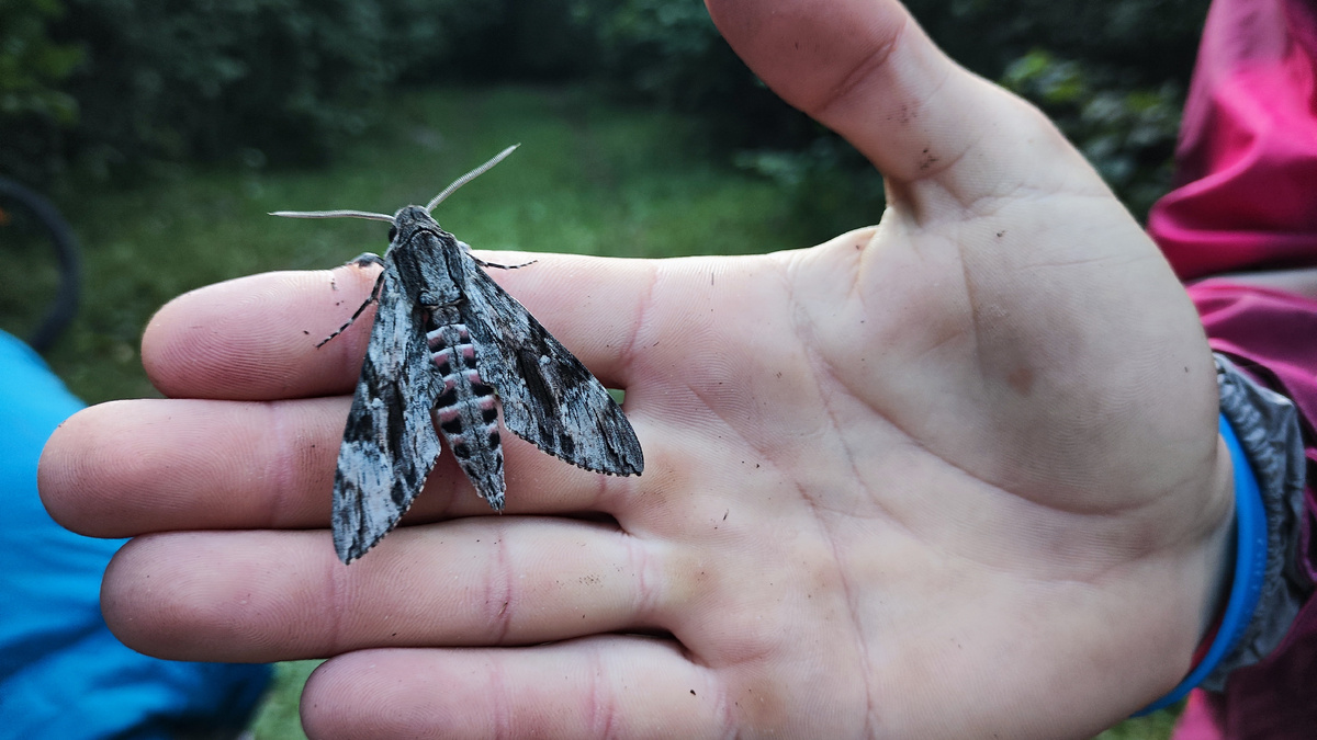 бабочка-бражник