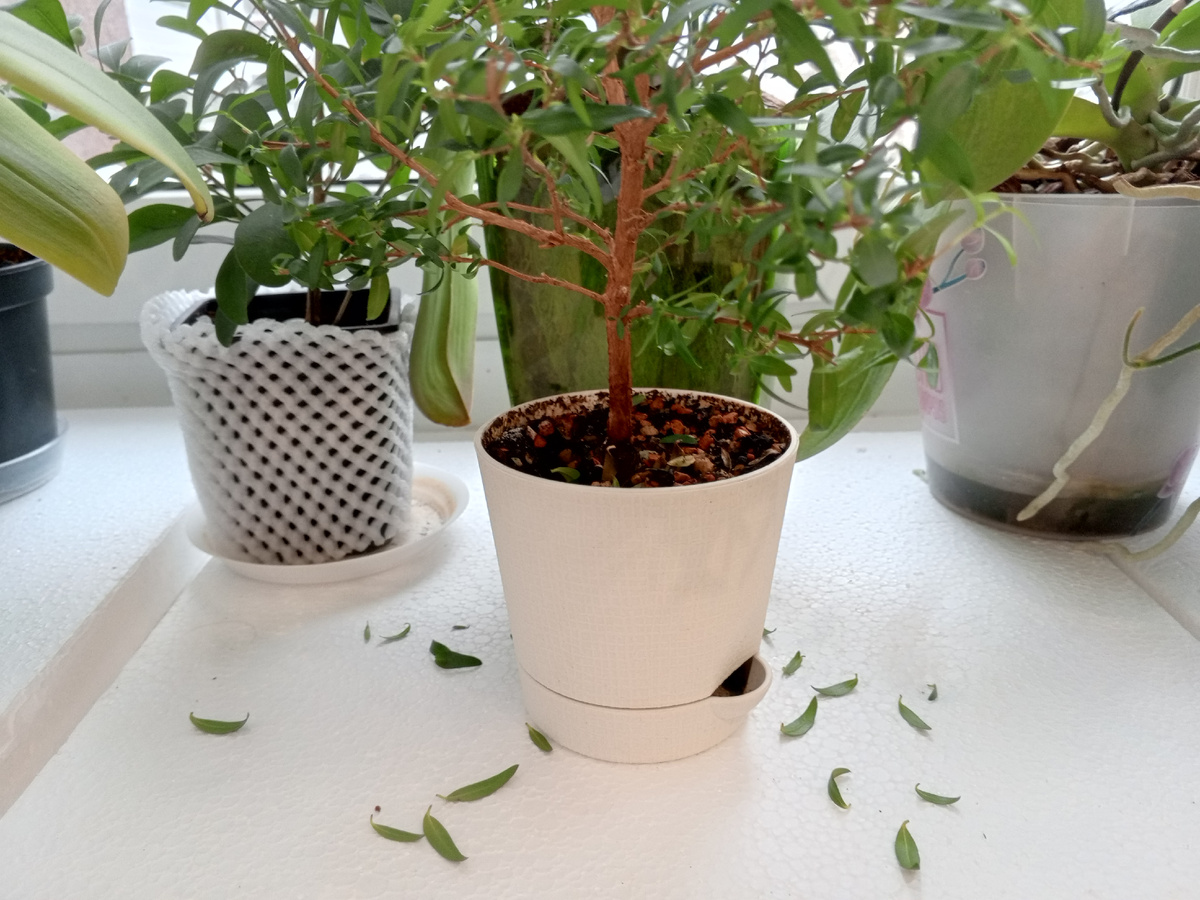 Сбрасывает листья.