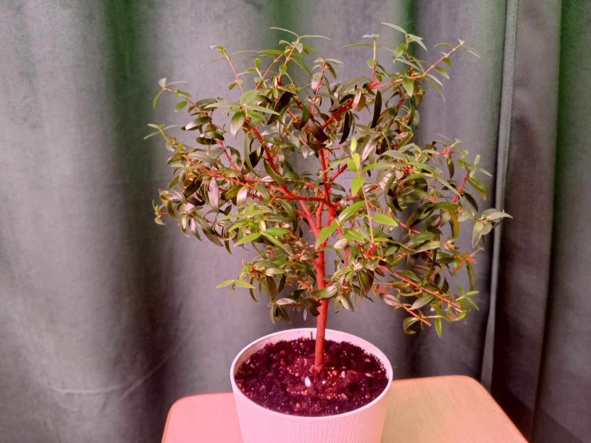 Ну вот пересадила, и не мотай мне пожалуйста нервы дружок.