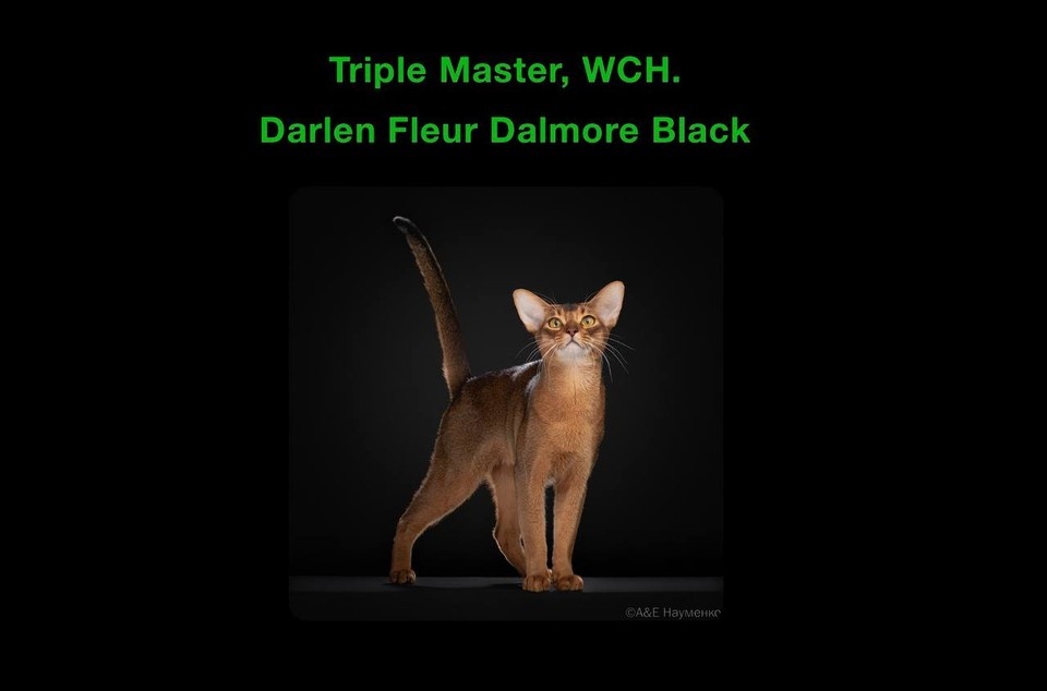    Фото: скриншот wcf-bestcat.de скриншот