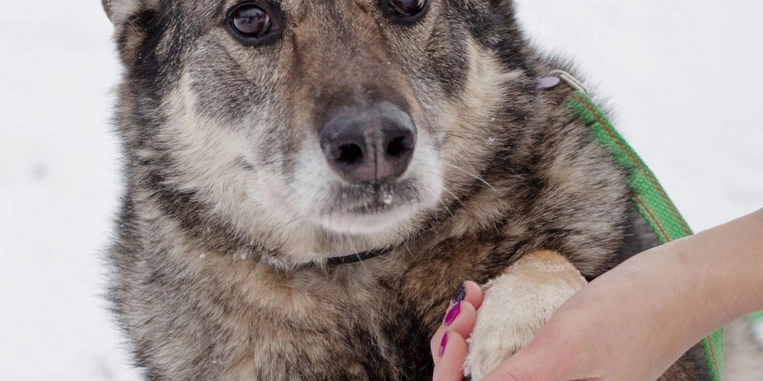 ❗На кону жизнь Дафны – ей нужна операция ❗ Друзья, нам нужна ваша помощь