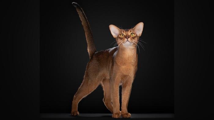 Абиссинский кот из России. Обложка © WCF