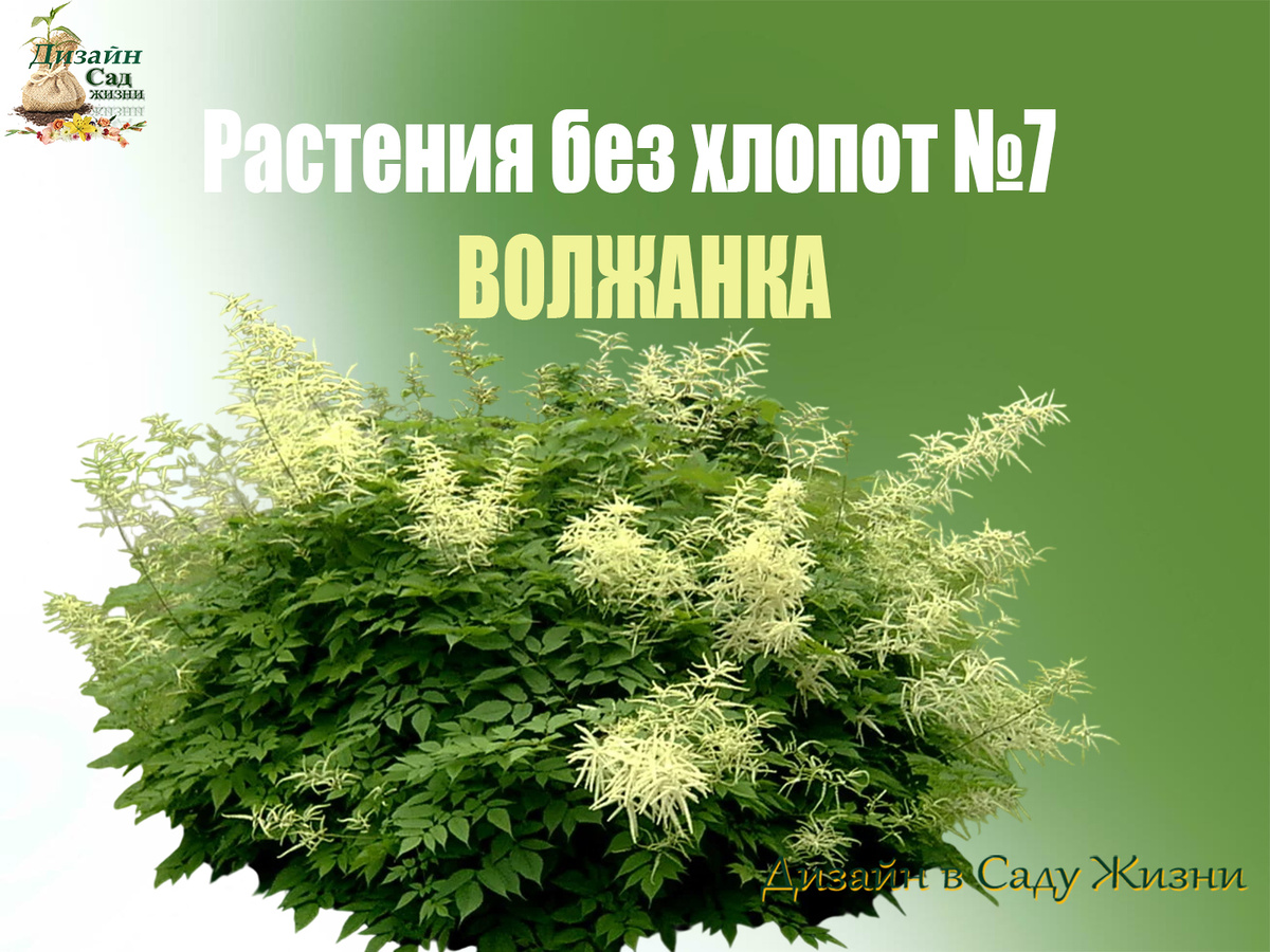Растения без хлопот - ВОЛЖАНКА