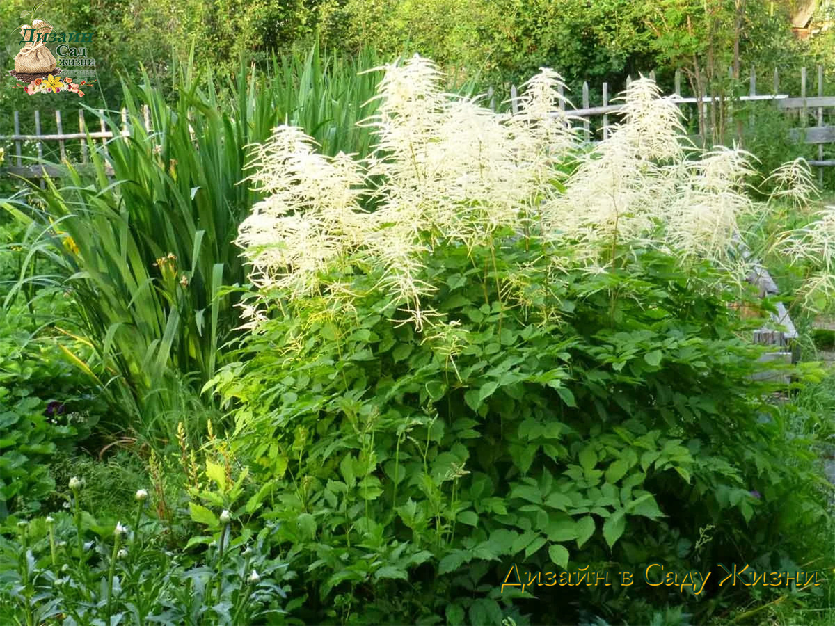 Волжанка двудомная в садовом дизайне