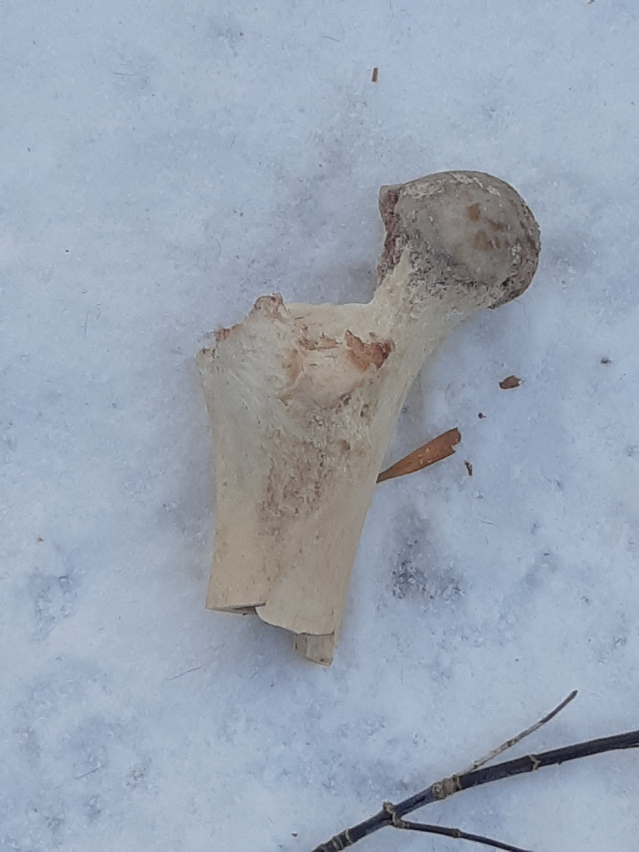 Не убрали кости , которые давали Герде.