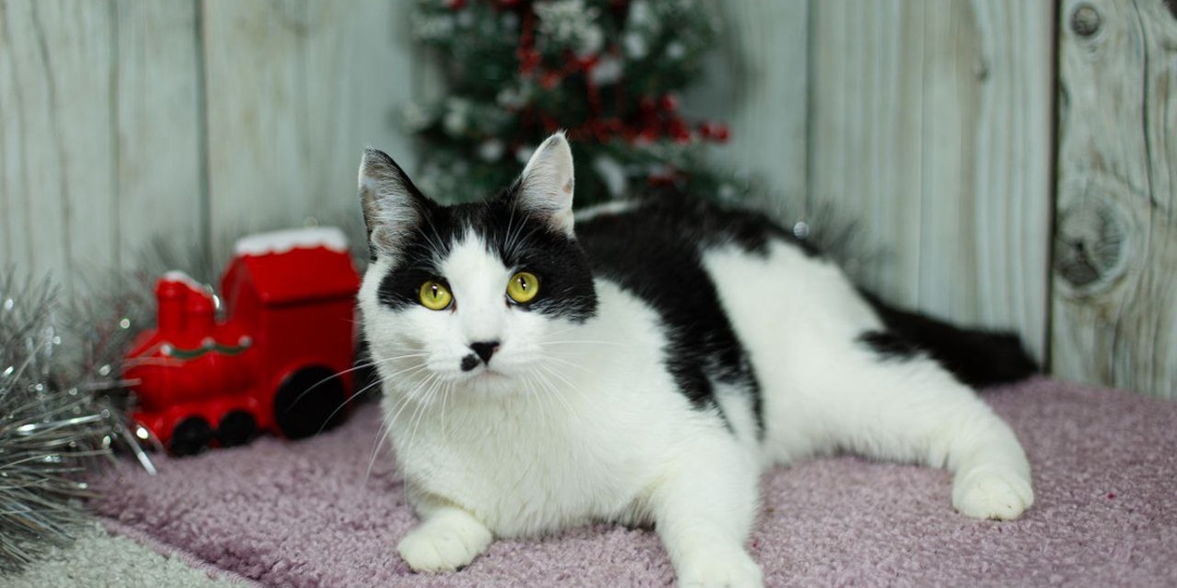 На фото Джарвис